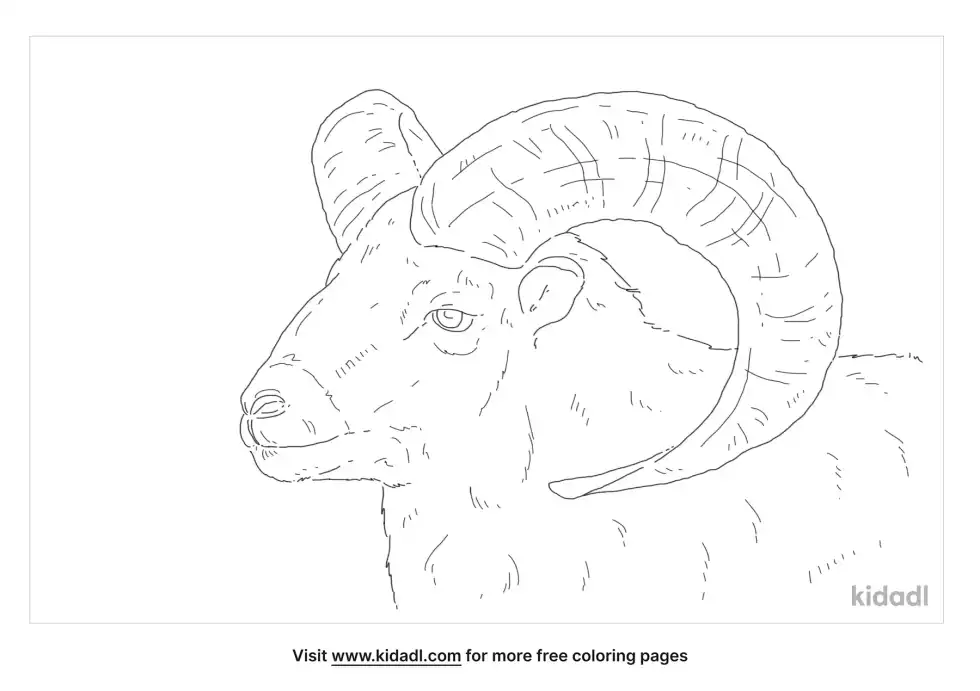 Argali Coloring Page