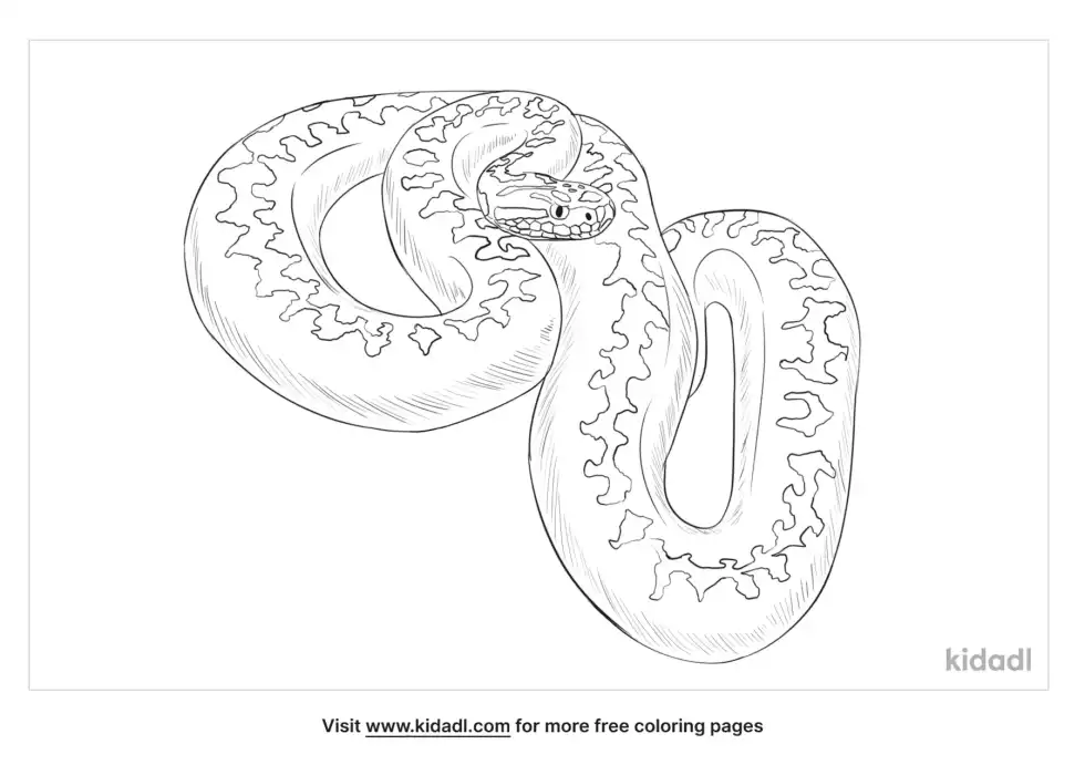 European Viper Coloring Page