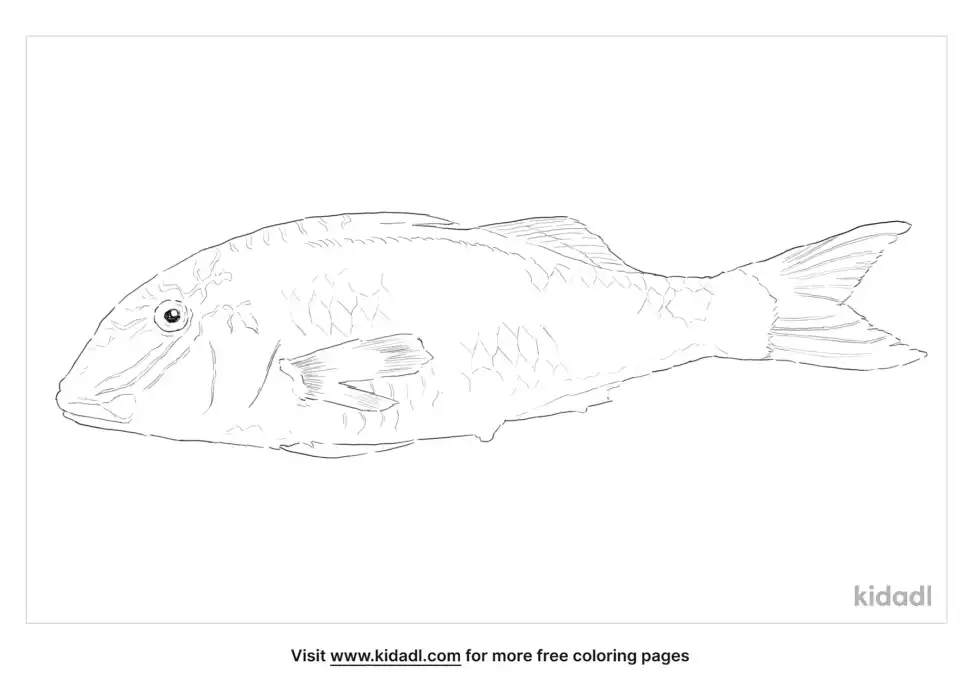 Red Mullet Coloring Page