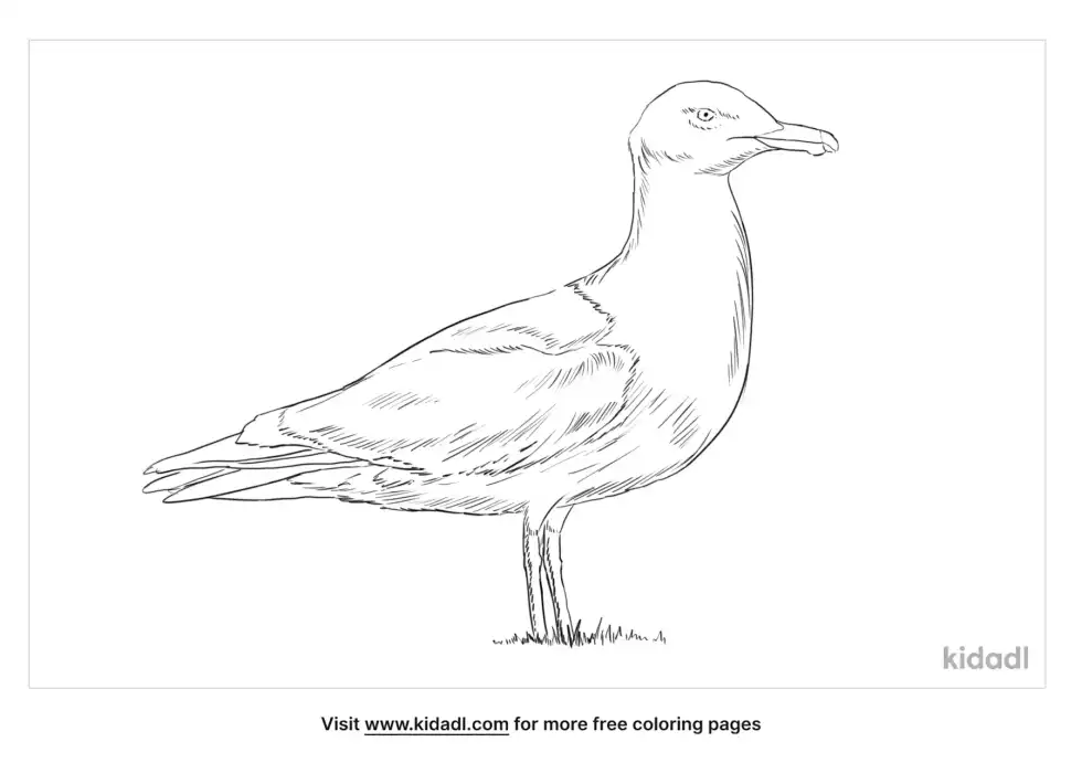 Glaucous Gull Coloring Page