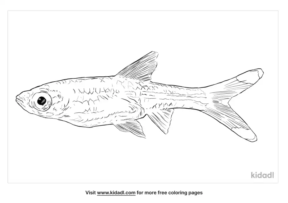 Scissortail Rasbora Coloring Page