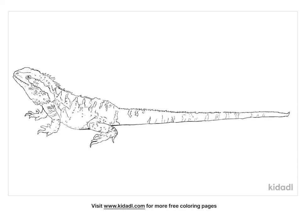 Eastern Water Dragon Coloring Page