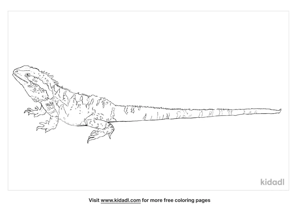 Eastern Water Dragon Coloring Page