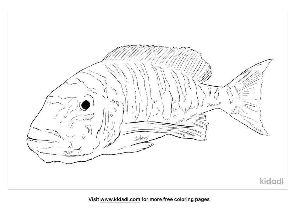 Emperor Cichlid Coloring Page