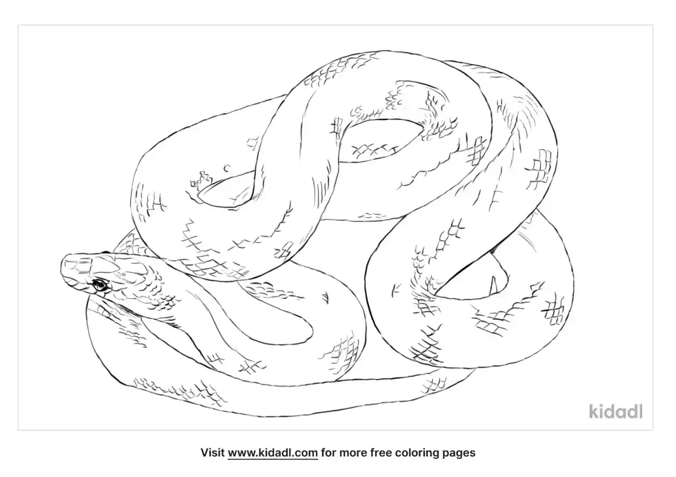 African House Snake Coloring Page