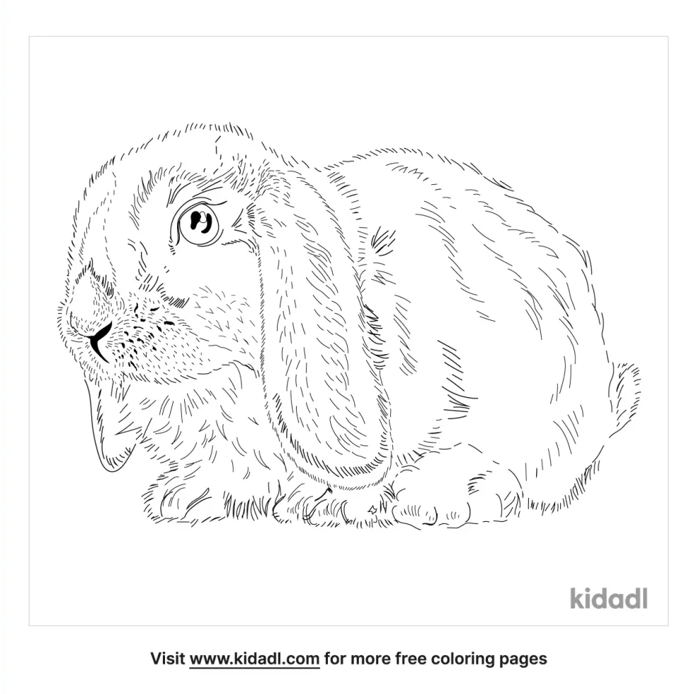 Holland Lop Coloring Page