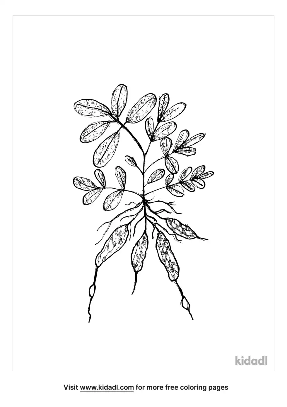 Peanut Plant Coloring Page