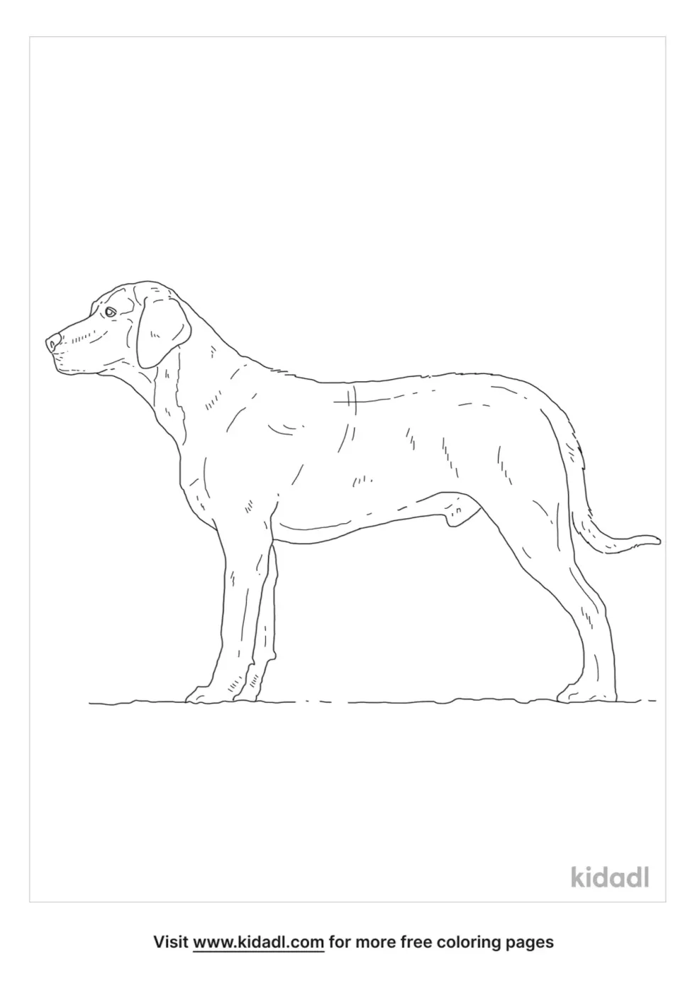American Leopard Hound Coloring Page
