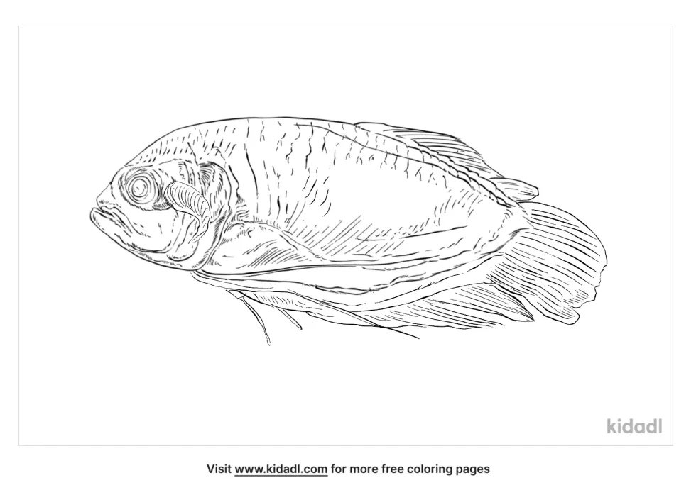 Giant Gourami Coloring Page