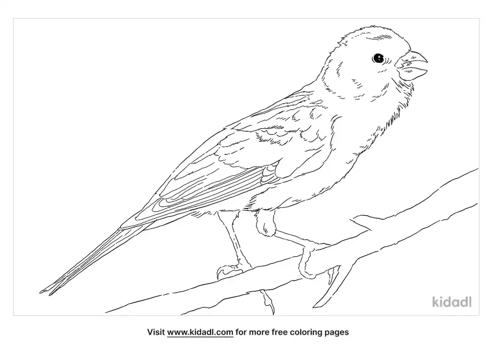 Atlantic Canary Coloring Page