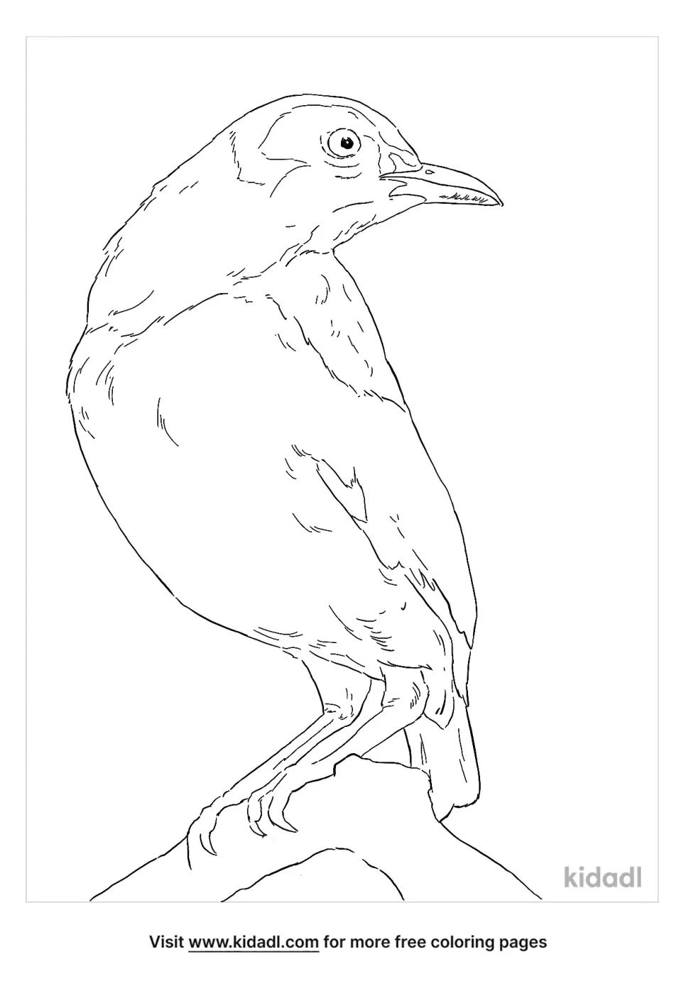 Flame Bowerbird Coloring Page
