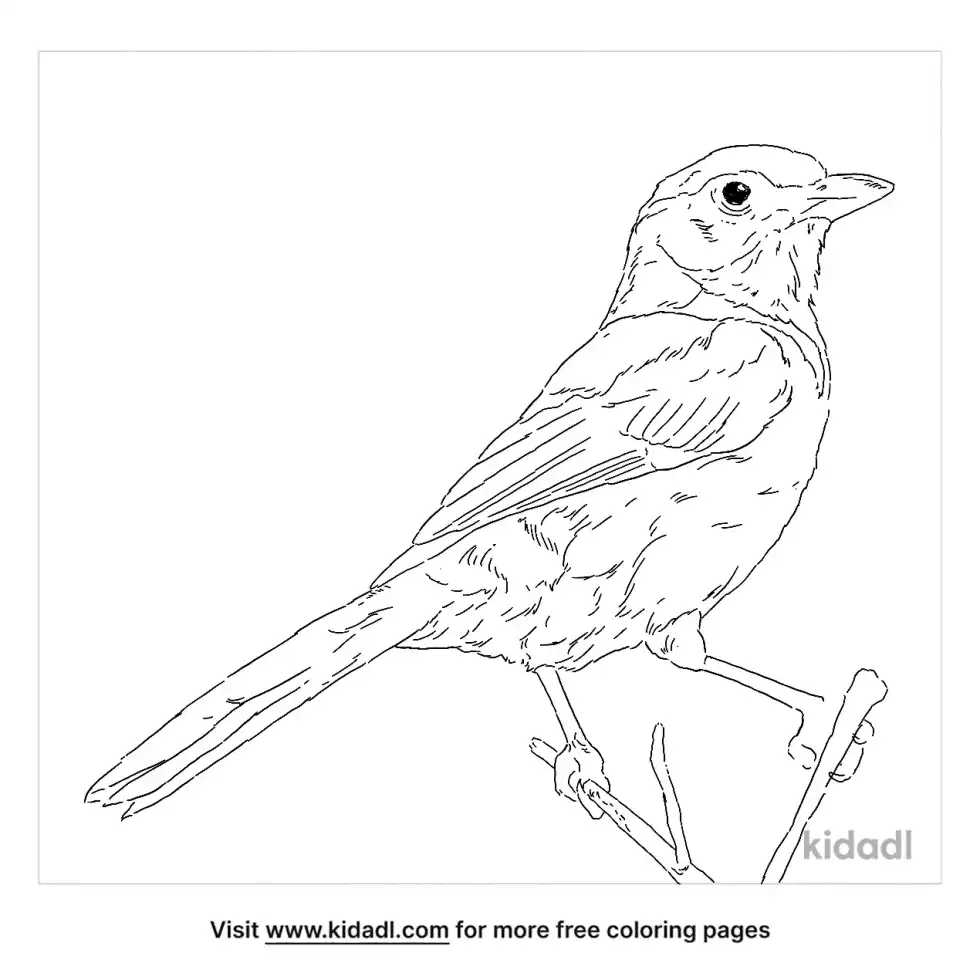 Florida Scrub Jay Coloring Page
