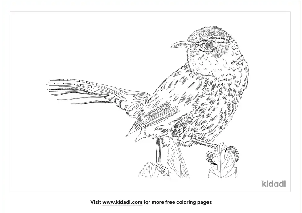 Bewicks Wren Coloring Page