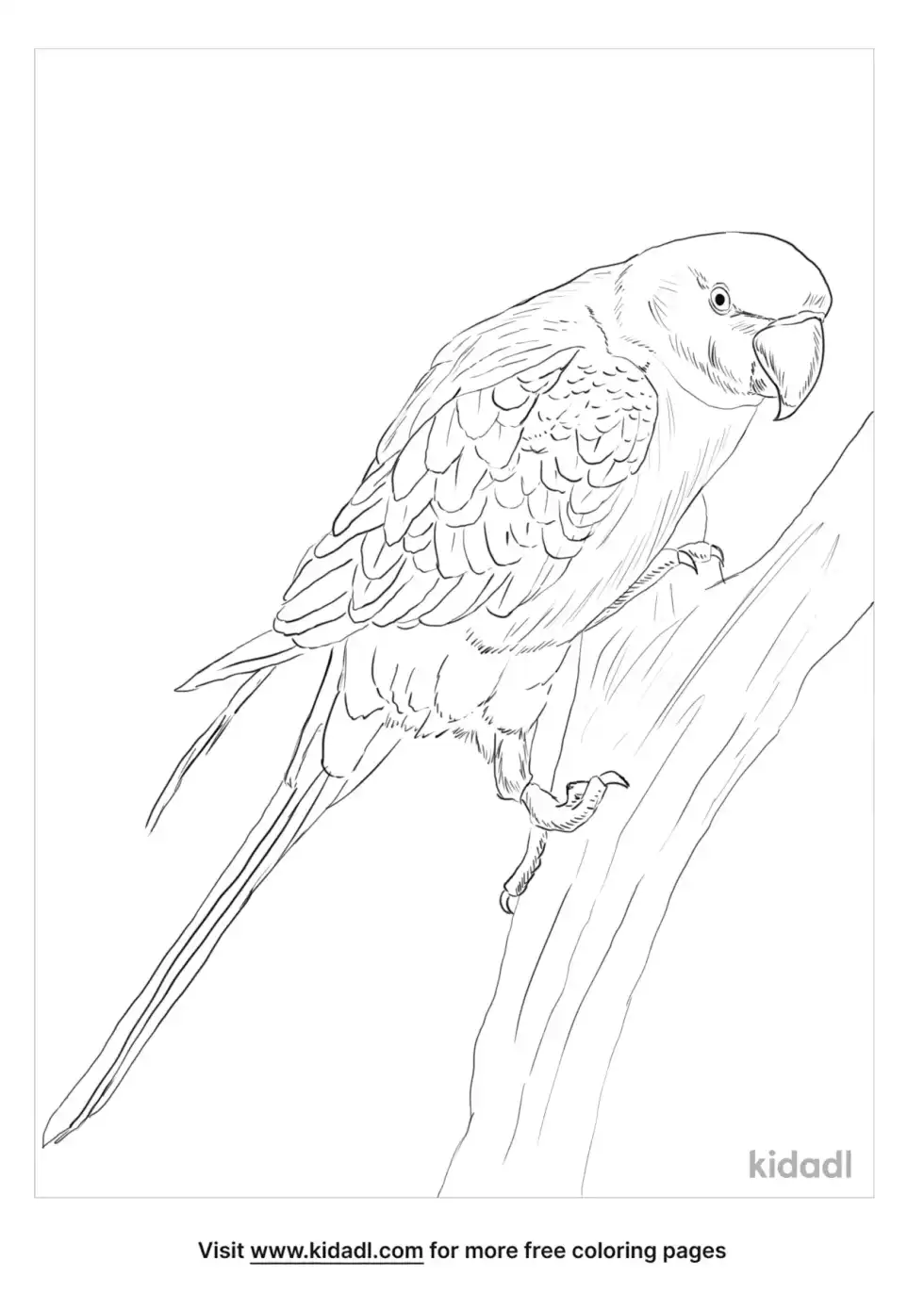 Alexandrine Parakeet Coloring Page