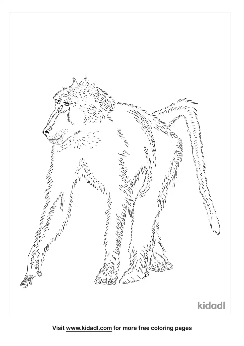 Chacma Baboon Coloring Page