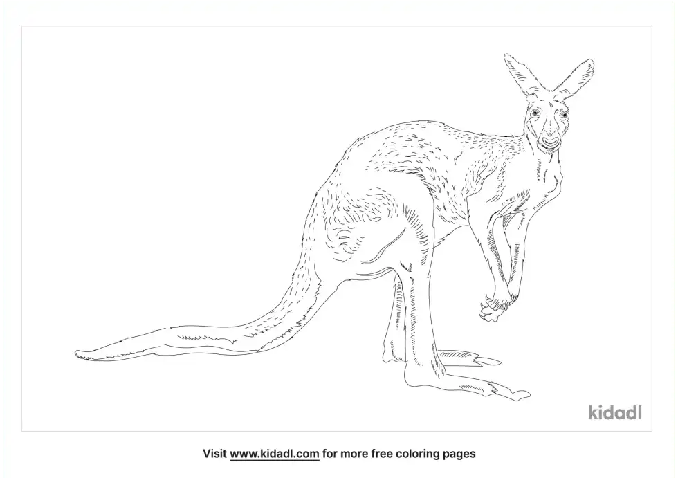 Antilopine Kangaroo Coloring Page