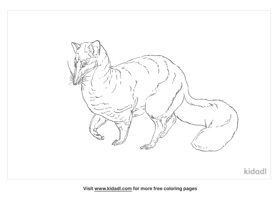 Falanouc Coloring Page