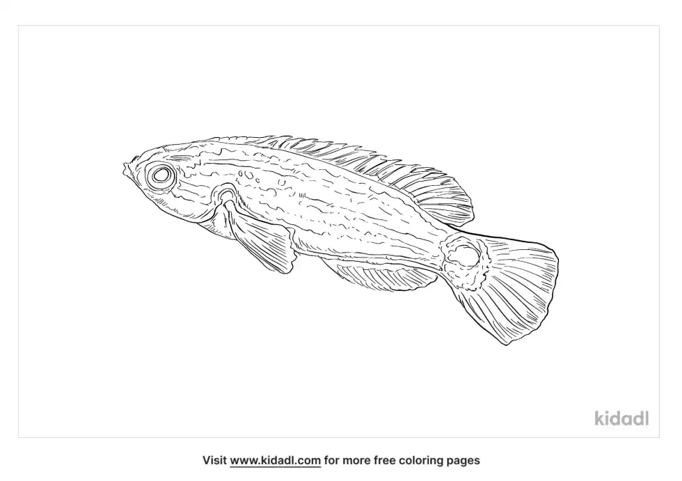 Exquisite Wrasse Coloring Page