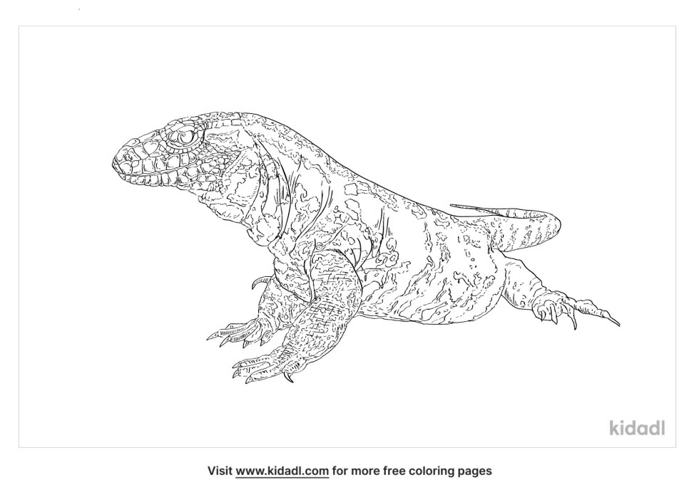 Black And White Tegu Coloring Page