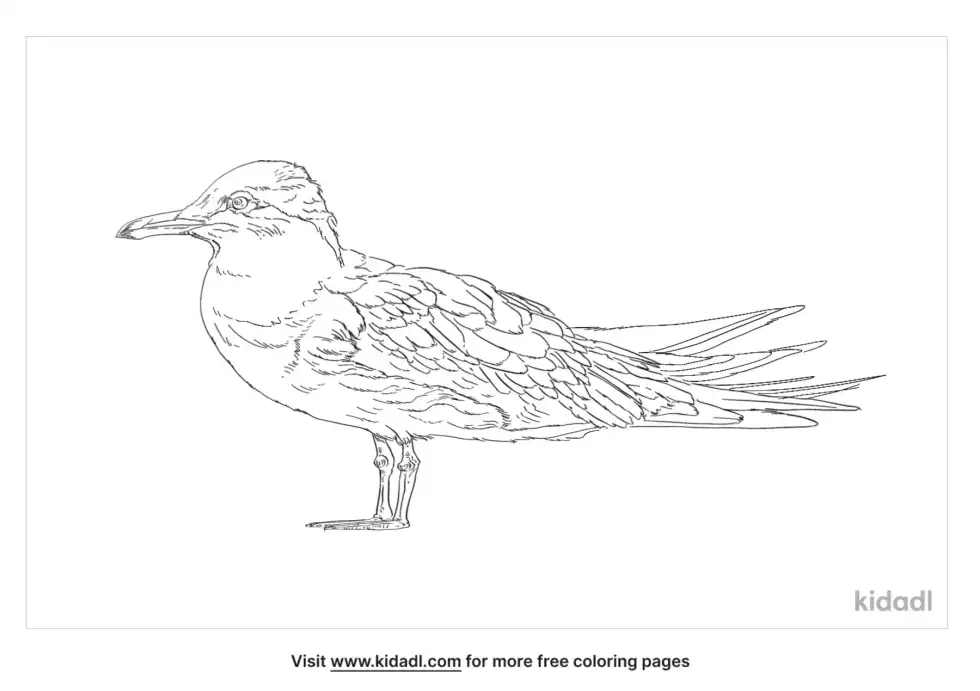 Roseate Tern Coloring Page