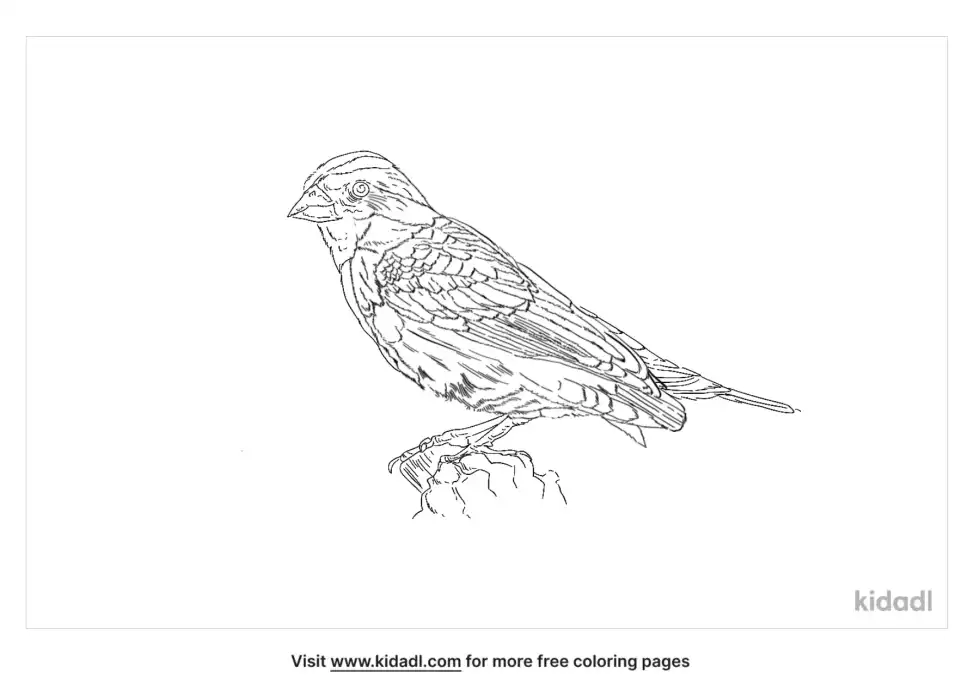 Rock Sparrow Coloring Page