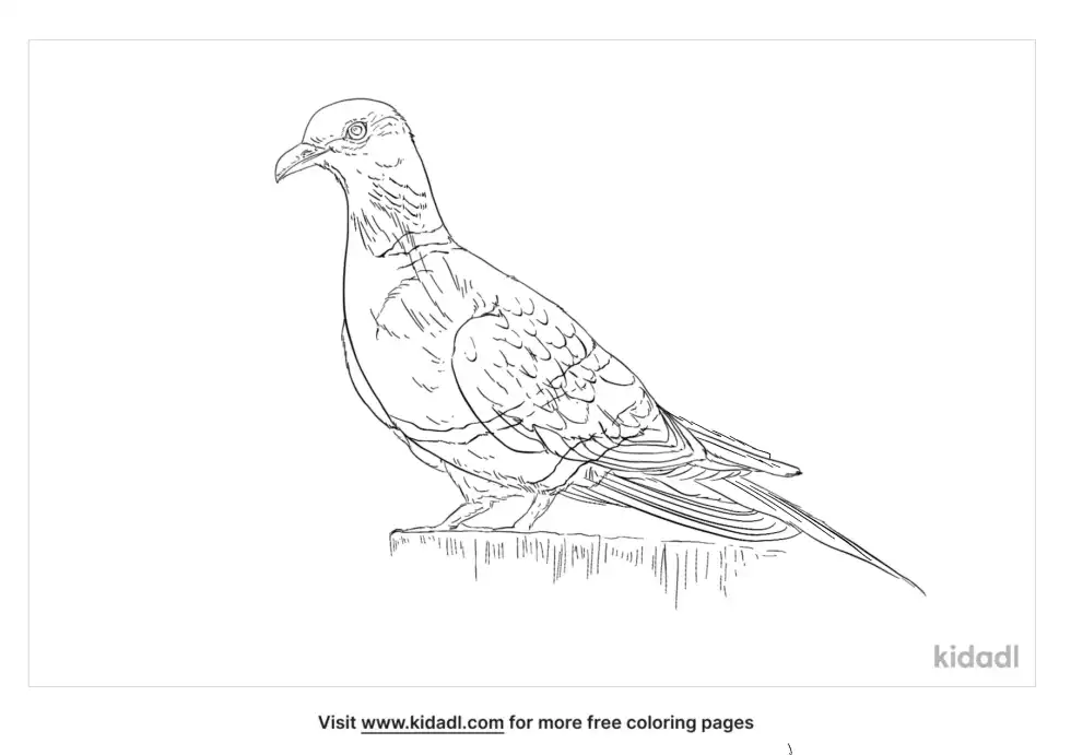 Rock Dove Coloring Page