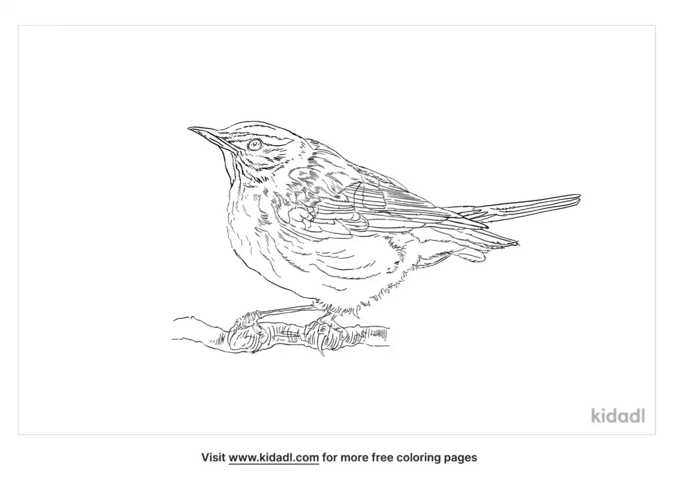 Redwing Coloring Page