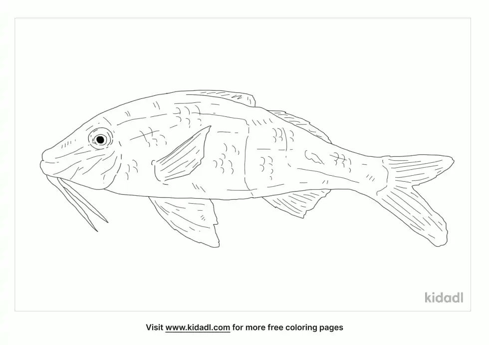 Bicolor Goatfish Coloring Page