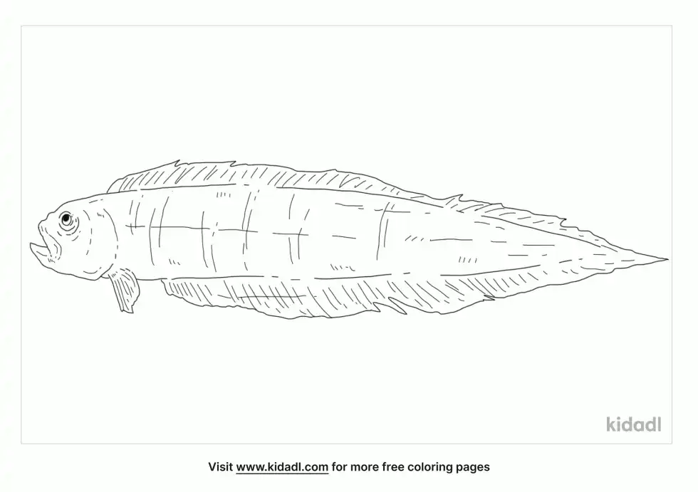 Bandfish Coloring Page