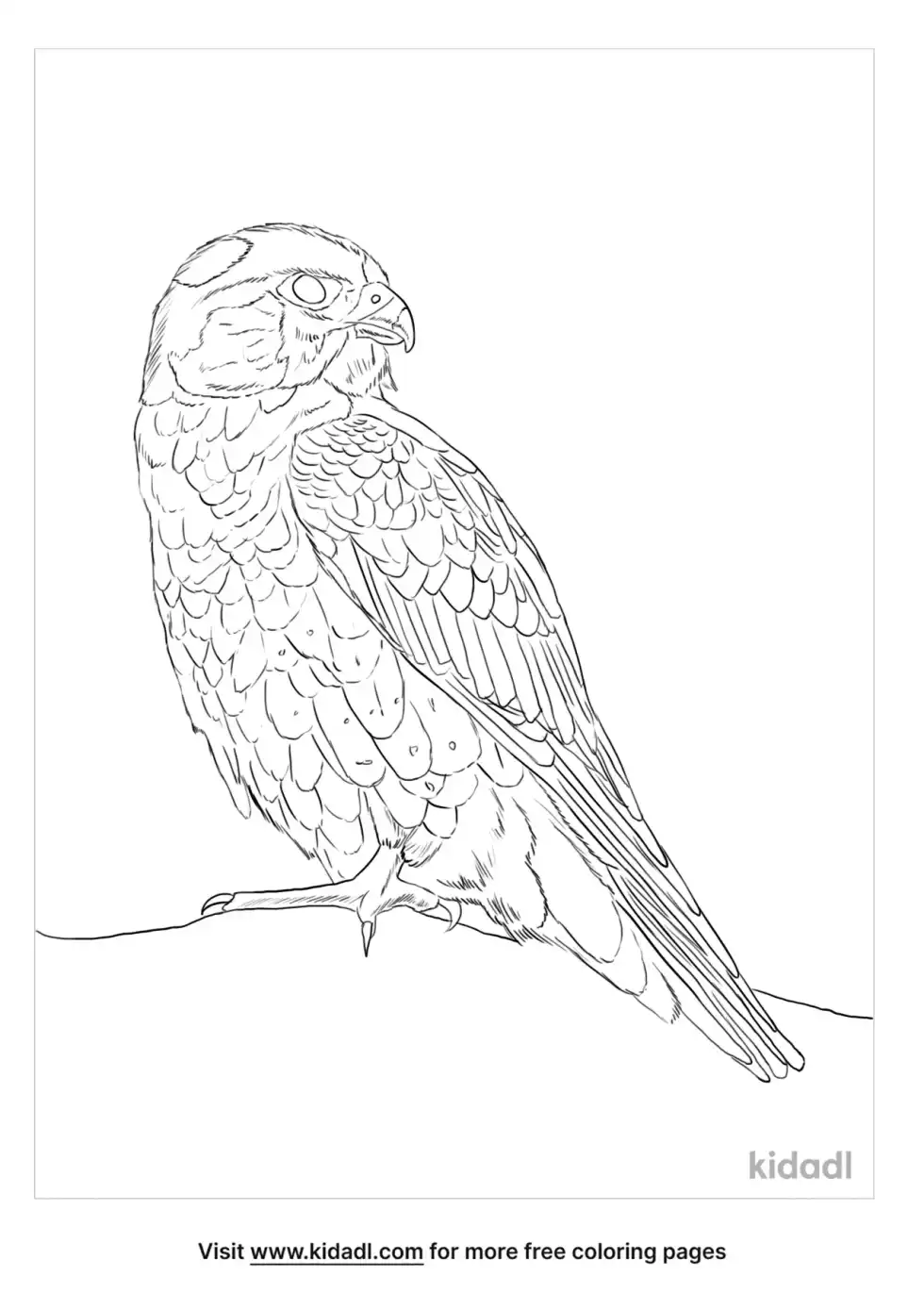 Taita Falcon Coloring Page