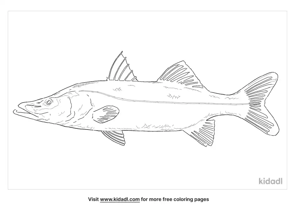 Common Snook Coloring Page