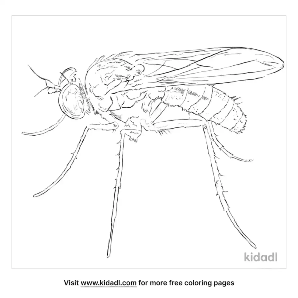 Long Legged Fly Coloring Page
