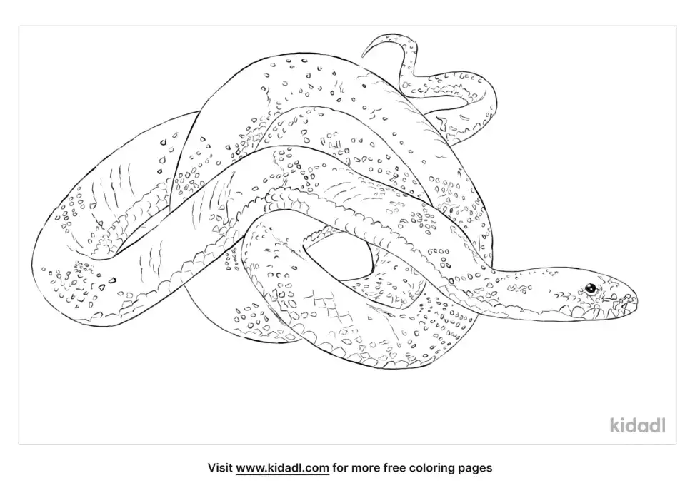 Speckled Kingsnake Coloring Page