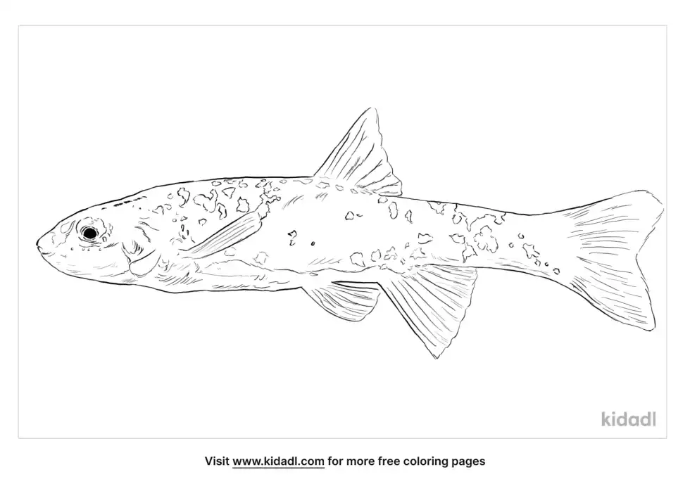Speckled Dace Coloring Page