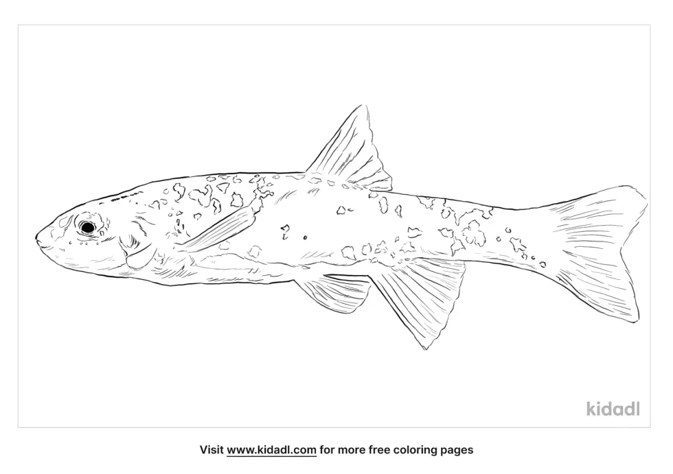 Speckled Dace Coloring Page