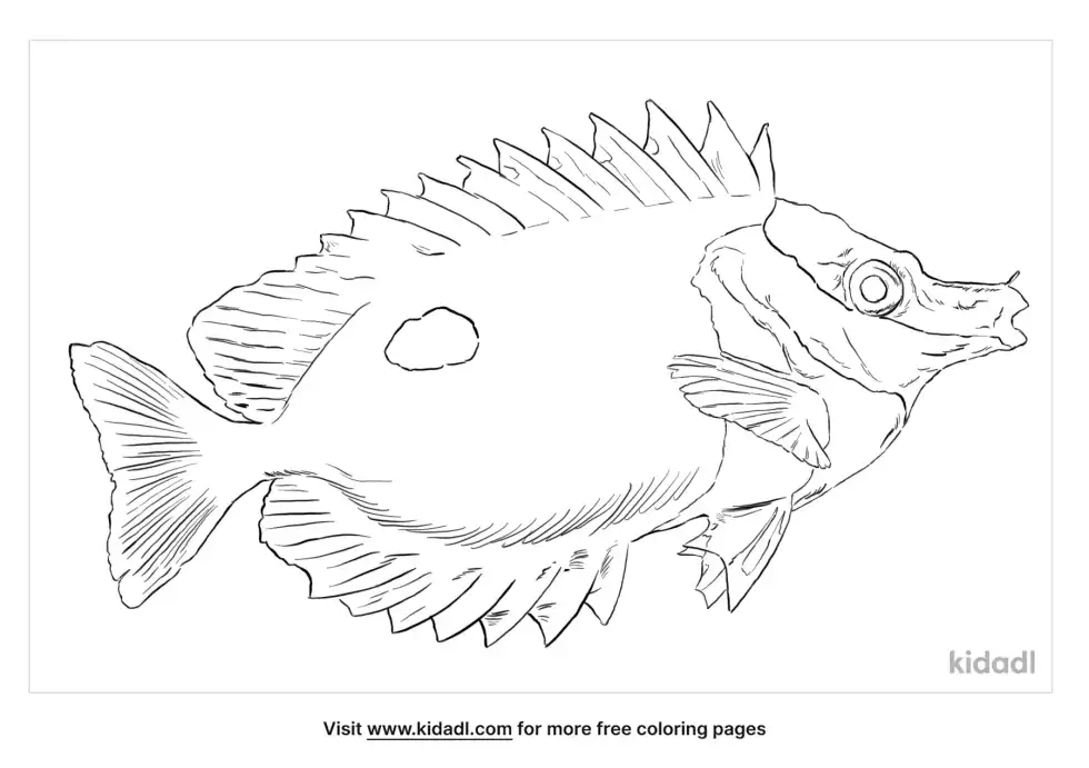 Foxface Rabbitfish Coloring Page