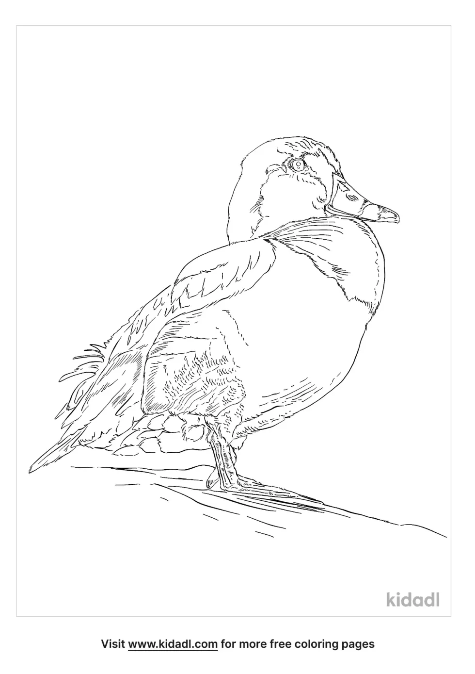 Ring-Necked Duck Coloring Page