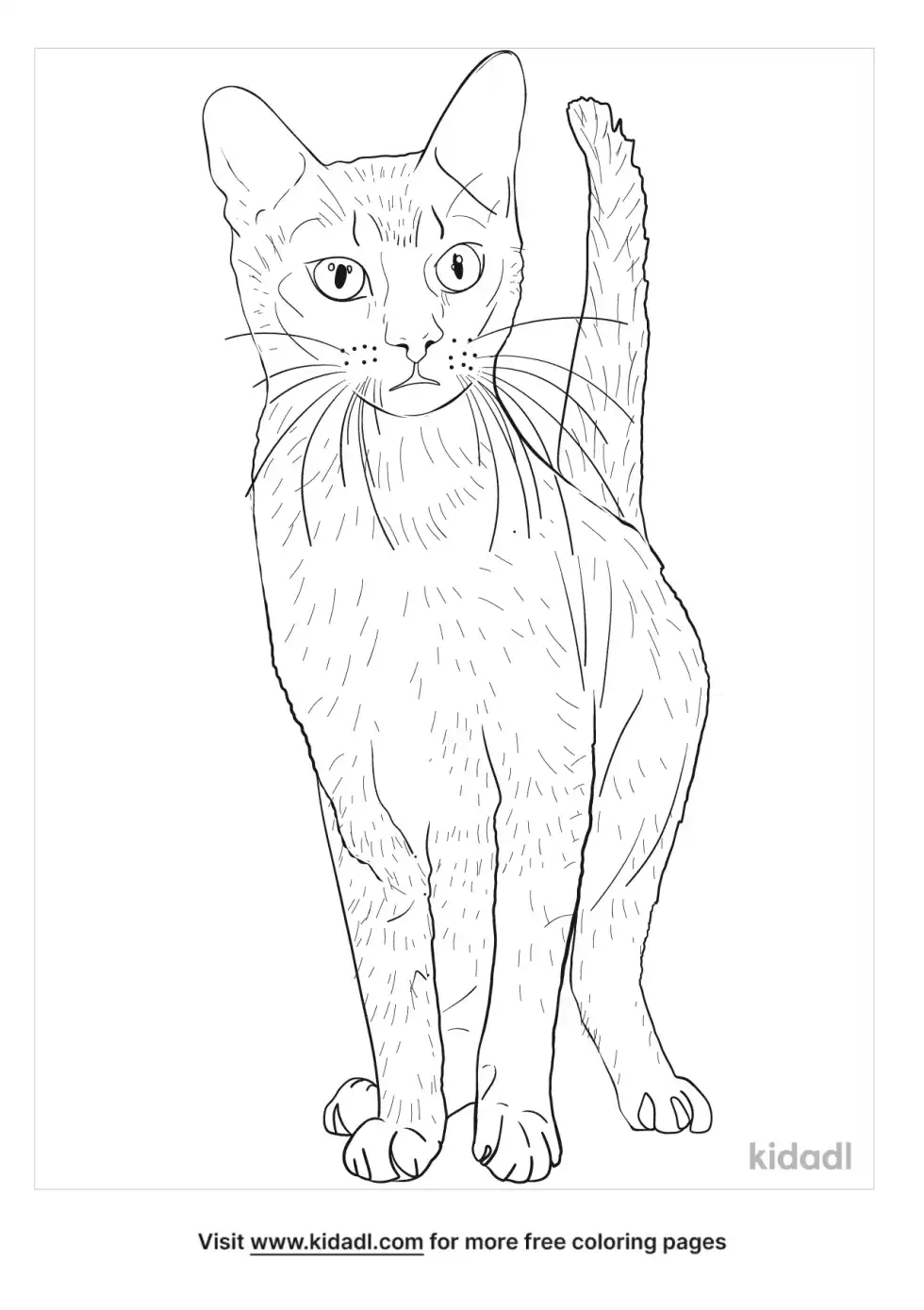 Chausie Coloring Page