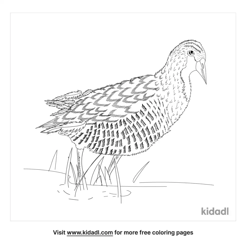 Sora (bird) Coloring Page