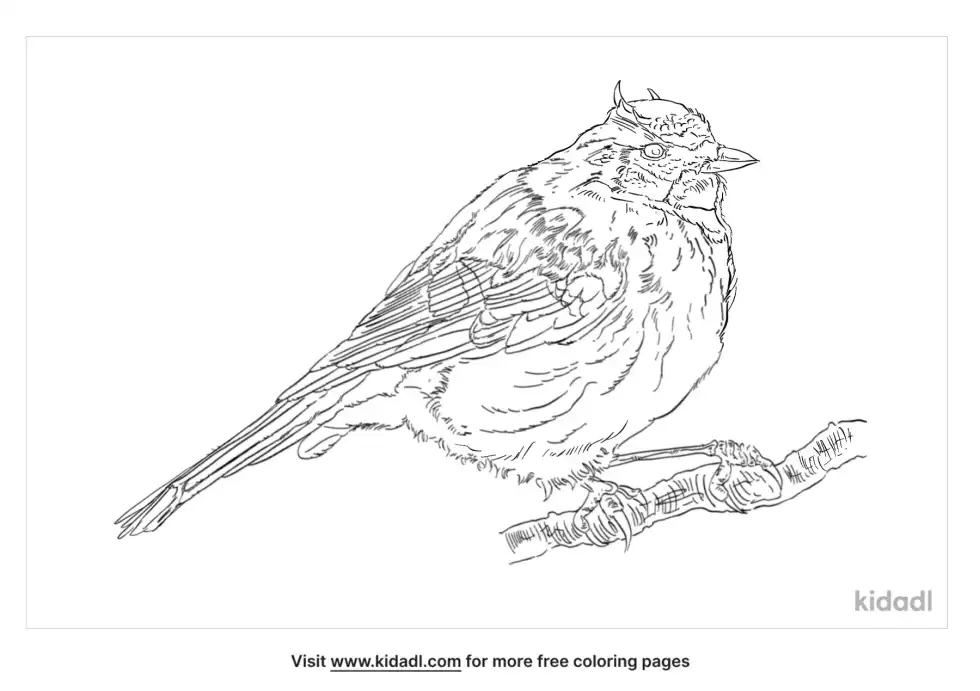 Horned Lark Coloring Page