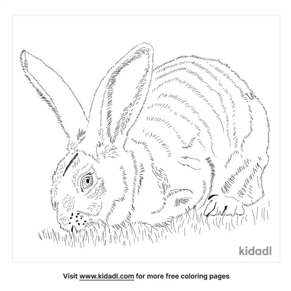 Flemish Giant Rabbit Coloring Page