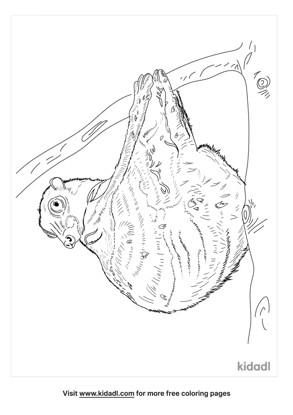 Colugo Coloring Page