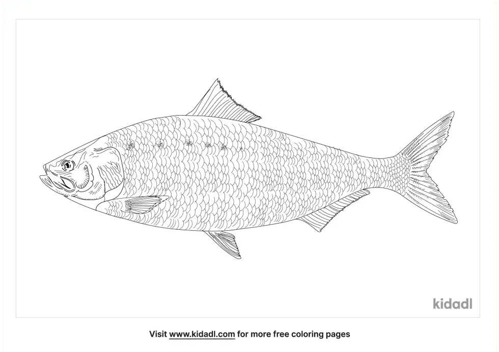 Shad Coloring Page