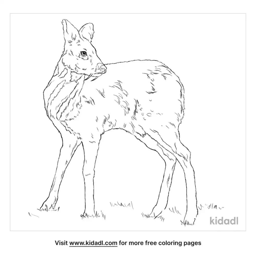 Siberian Musk Deer Coloring Page