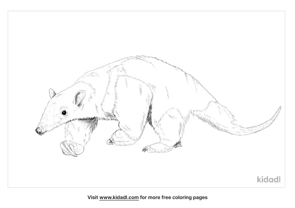 Southern Tamandua Coloring Page