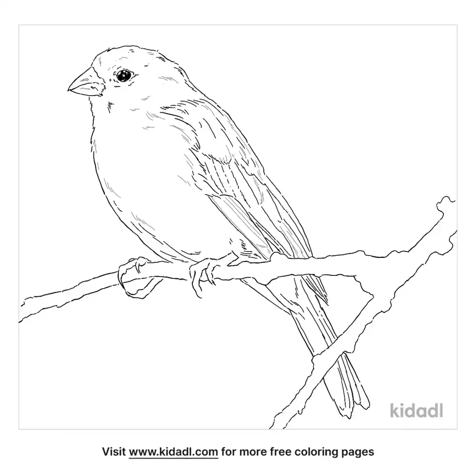 Saffron Finch Coloring Page