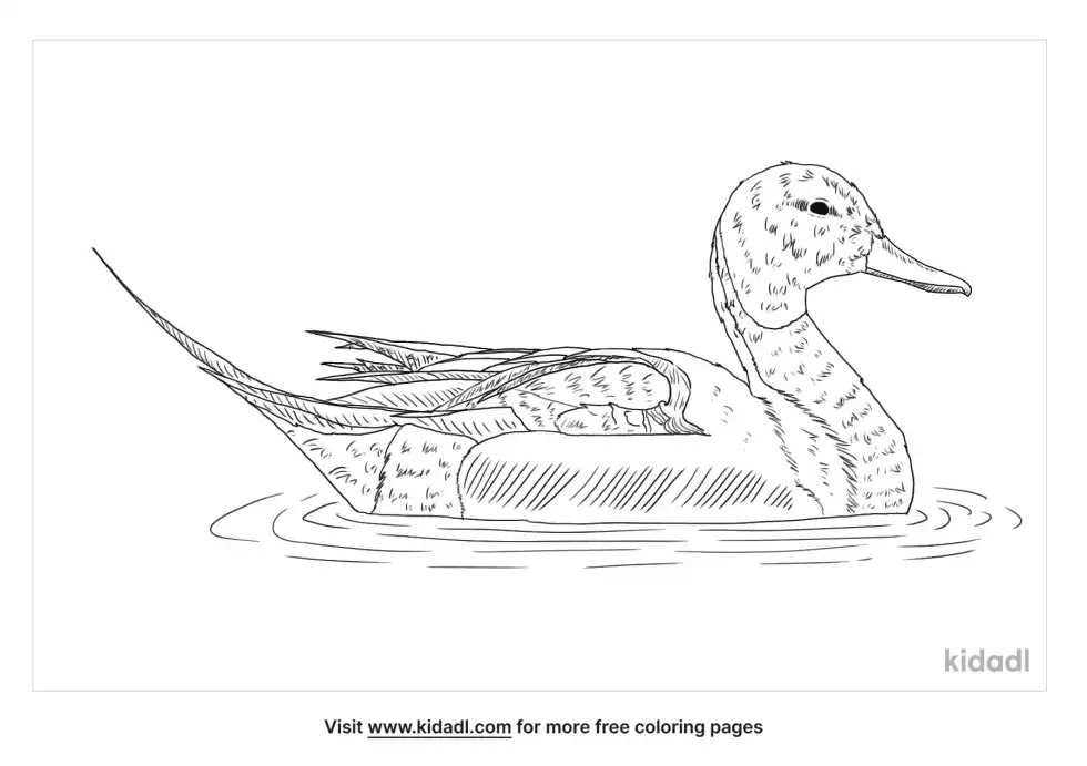 Pintail Coloring Page