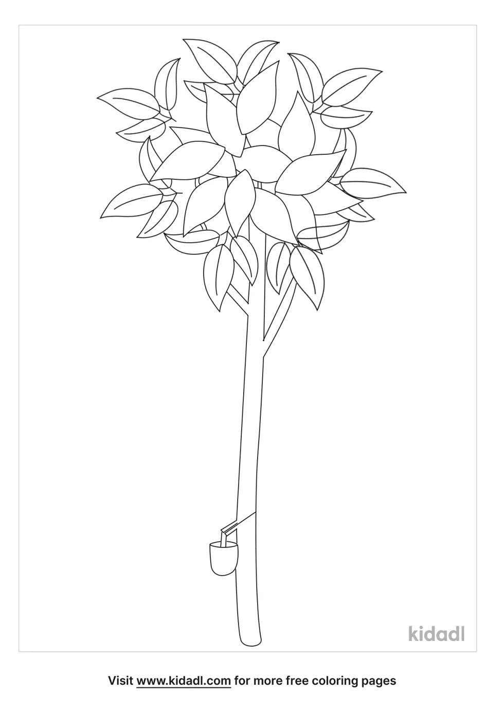 Rubber Tree Coloring Page