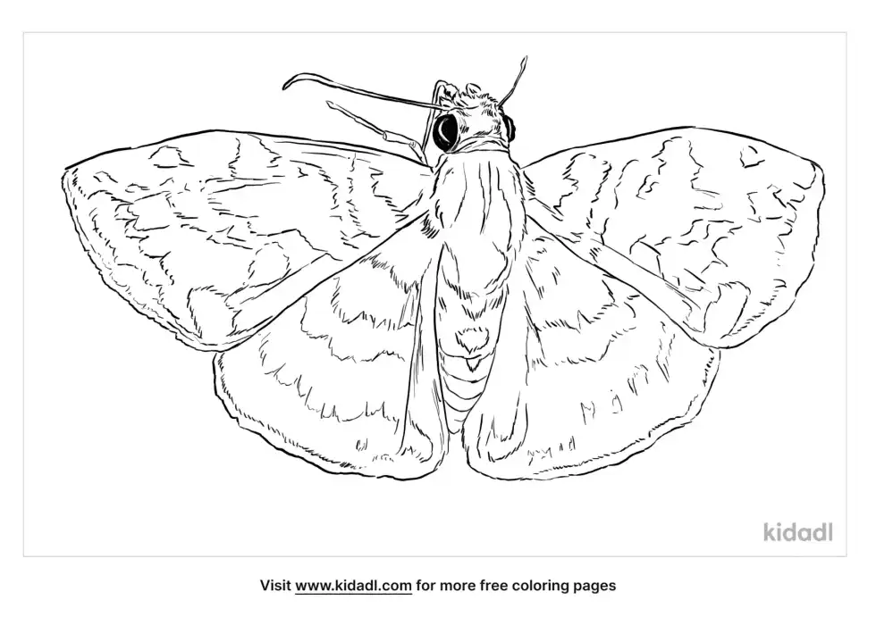 Ebrietas Butterfly Coloring Page