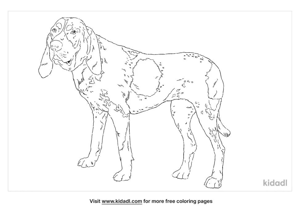 Bluetick Coonhound Coloring Page
